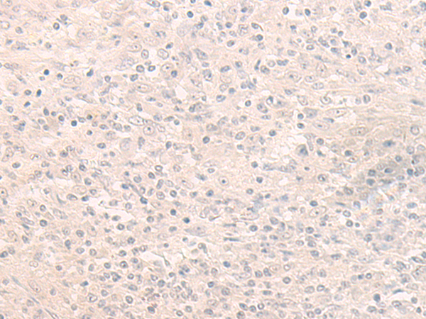 Rabbit Polyclonal Antibody to C14orf180