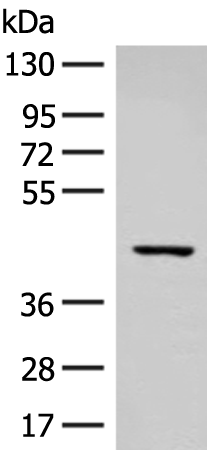 Rabbit Polyclonal Antibody to FAM50A