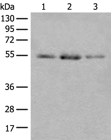 Rabbit Polyclonal Antibody to FAM98A