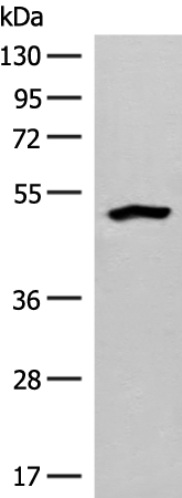 Rabbit Polyclonal Antibody to FBXO9