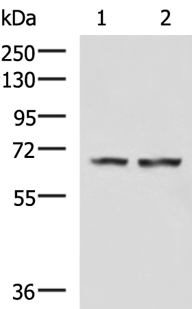 Rabbit Polyclonal Antibody to FNBP1L