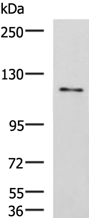 Rabbit Polyclonal Antibody to FNIP2