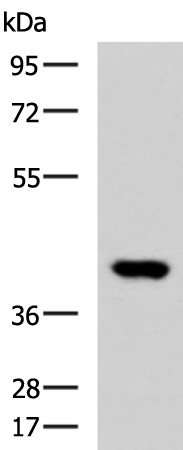 Rabbit Polyclonal Antibody to FOXI1