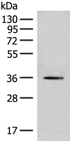 Rabbit Polyclonal Antibody to MLST8
