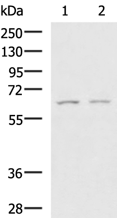 Rabbit Polyclonal Antibody to GAB4