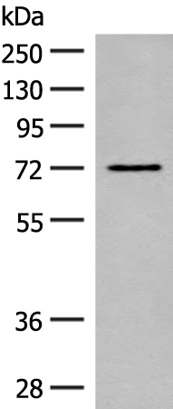 Rabbit Polyclonal Antibody to SLC6A11