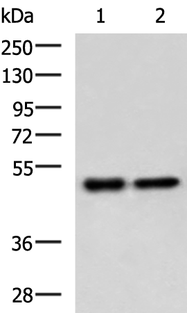 Rabbit Polyclonal Antibody to GABPB1