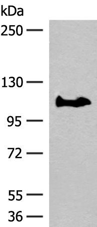Rabbit Polyclonal Antibody to GARNL3