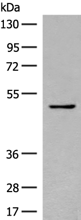 Rabbit Polyclonal Antibody to SERPINA9