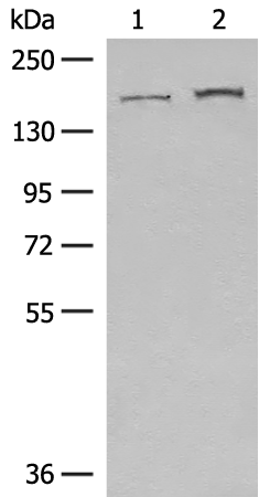 Rabbit Polyclonal Antibody to GOLGA3