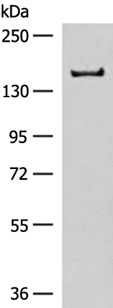 Rabbit Polyclonal Antibody to ADGRF5