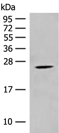 Rabbit Polyclonal Antibody to CHP1