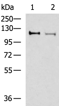 Rabbit Polyclonal Antibody to ARHGEF18