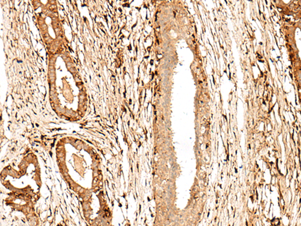 Rabbit Polyclonal Antibody to GPR27