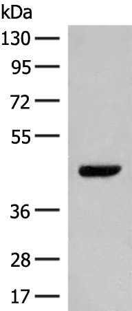 Rabbit Polyclonal Antibody to GPR52