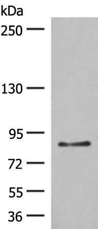 Rabbit Polyclonal Antibody to TAS1R3