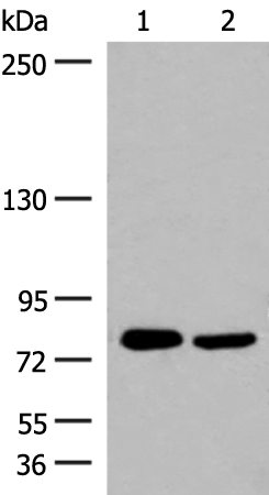 Rabbit Polyclonal Antibody to GPRC6A