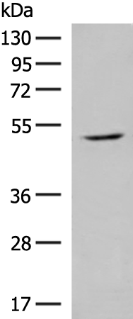 Rabbit Polyclonal Antibody to GPR142