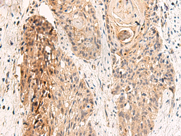 Rabbit Polyclonal Antibody to GPR152