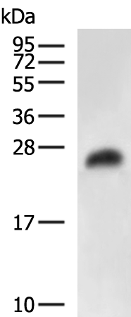 Rabbit Polyclonal Antibody to GSTA5