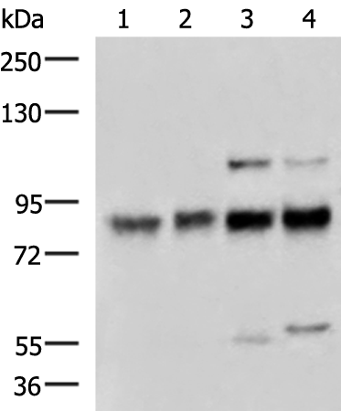 Rabbit Polyclonal Antibody to GTF3C4