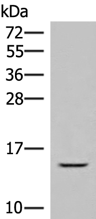 Rabbit Polyclonal Antibody to GUCA2A