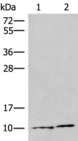 Rabbit Polyclonal Antibody to SNRPG