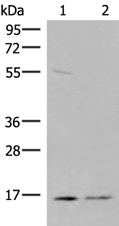 Rabbit Polyclonal Antibody to PAIP2