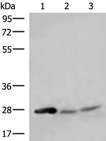 Rabbit Polyclonal Antibody to HELT