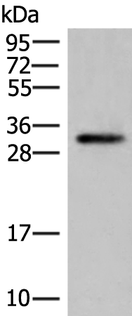 Rabbit Polyclonal Antibody to HLA-DMB
