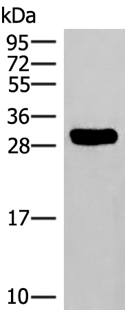 Rabbit Polyclonal Antibody to HLA-DRB3