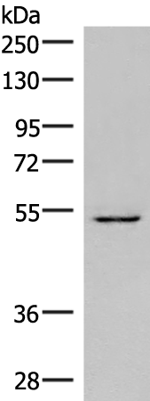 Rabbit Polyclonal Antibody to ONECUT1