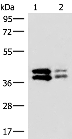 Rabbit Polyclonal Antibody to HNRNPAB