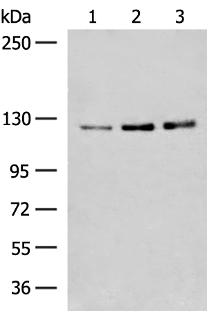 Rabbit Polyclonal Antibody to HNRNPUL1