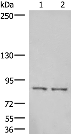 Rabbit Polyclonal Antibody to HOOK3