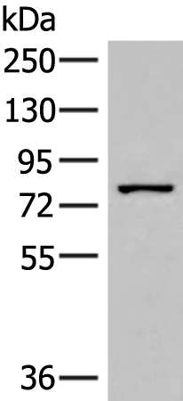 Rabbit Polyclonal Antibody to HPS6