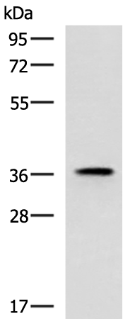 Rabbit Polyclonal Antibody to USP50