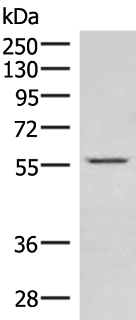 Rabbit Polyclonal Antibody to IPPK