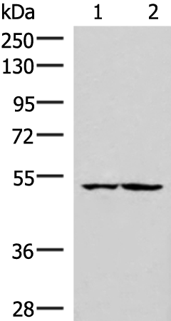 Rabbit Polyclonal Antibody to IRX3