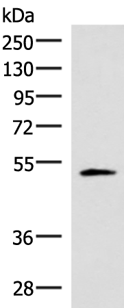 Rabbit Polyclonal Antibody to IRX1