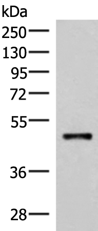 Rabbit Polyclonal Antibody to IRX2