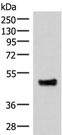 Rabbit Polyclonal Antibody to IRX5