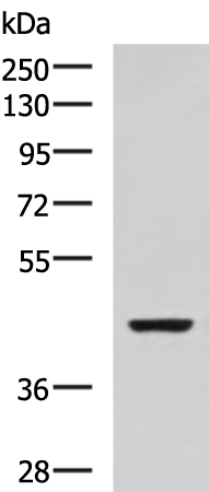 Rabbit Polyclonal Antibody to ISL2