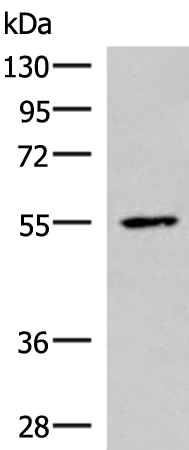 Rabbit Polyclonal Antibody to ISM1