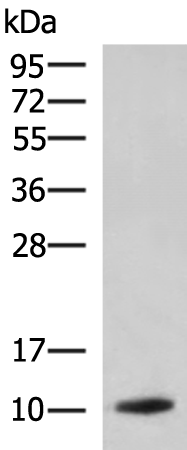 Rabbit Polyclonal Antibody to PPY