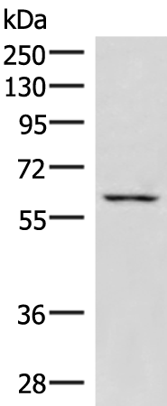 Rabbit Polyclonal Antibody to JRKL