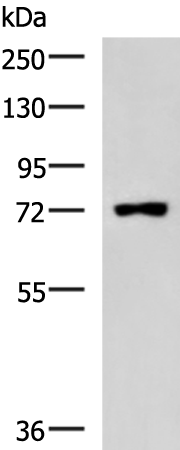 Rabbit Polyclonal Antibody to PUM3