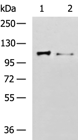 Rabbit Polyclonal Antibody to TOP1