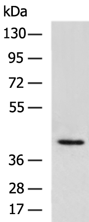 Rabbit Polyclonal Antibody to APAF1