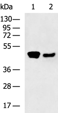 Rabbit Polyclonal Antibody to ALKBH5